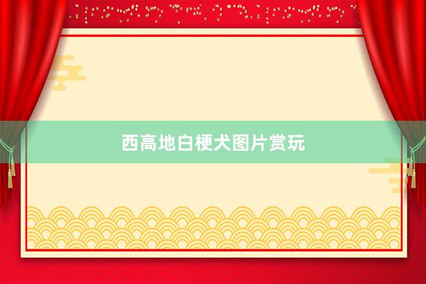 西高地白梗犬图片赏玩